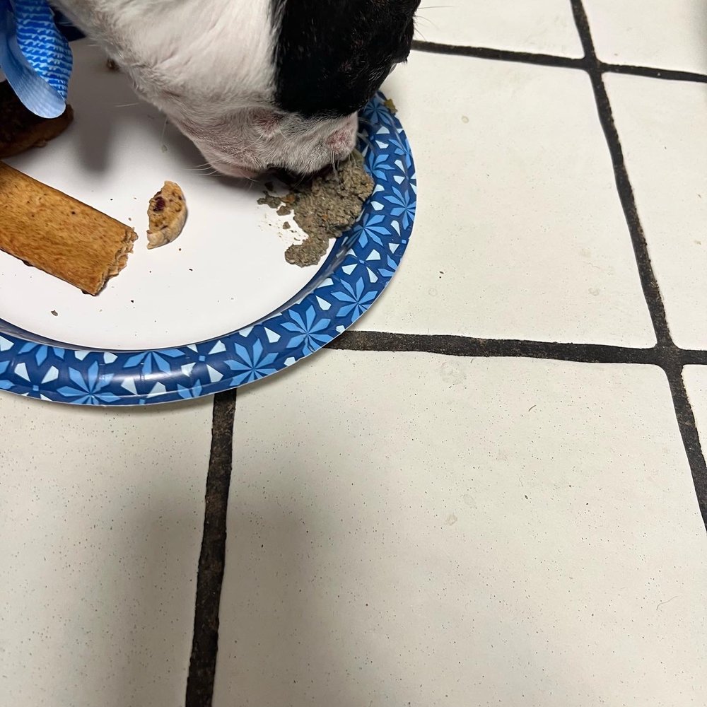 Three Dog Bakery - Happy Frenchie! - Pet Stores Near Me - Las Vegas, Nevada Three Dog Bakery - Happy Frenchie! - Pet Stores Near Me - Las Vegas, Nevada