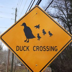 Lake Louise Park - Ducks are safe here