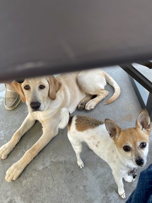 COASTAL SMASH by null