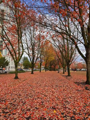 Tom McCall Waterfront Park by null
