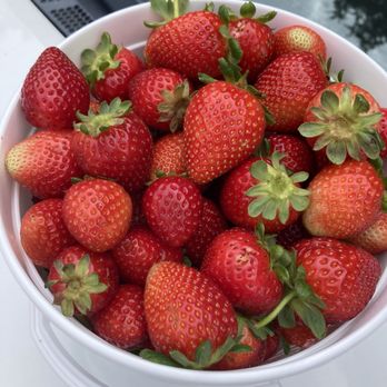 The Ivy Place- Berry Farm - I picked strawberries! - Pick Your Own Farms Near Me - Lancaster, South Carolina The Ivy Place- Berry Farm - I picked strawberries! - Pick Your Own Farms Near Me - Lancaster, South Carolina