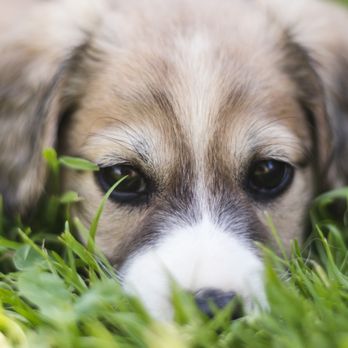 Tidy Pets Pooper Scoopers - Pup in grass. - Pet Waste Removal Near Me Tidy Pets Pooper Scoopers - Pup in grass. - Pet Waste Removal Near Me