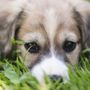 Photo of Tidy Pets Pooper Scoopers