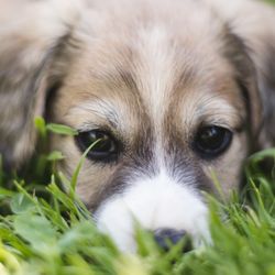 Tidy Pets Pooper Scoopers - Pup in grass.