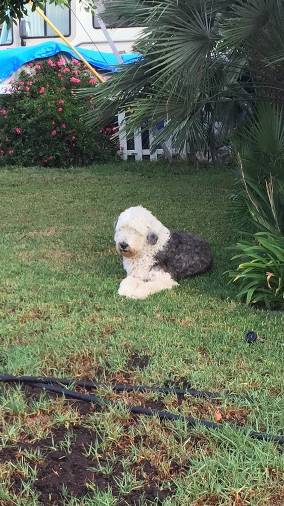 THE GROOMING DEN 3291 Del Rey Blvd, Las Cruces, NM Yelp