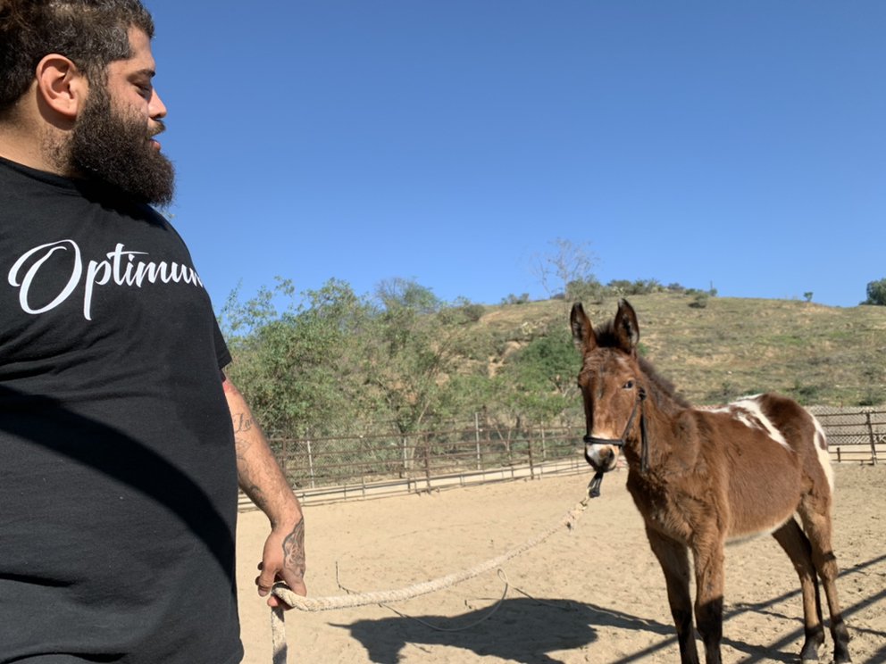 HIP HOP HORSE TRAINING CLOSED 618 N Moraga, Anaheim, California