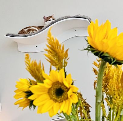 Jia Apartments by null