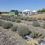 Solace Lavender Farm