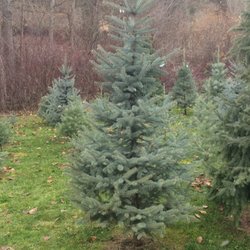 Shelton's Christmas Tree Farm - Can't wait to bring it home in a week or two!