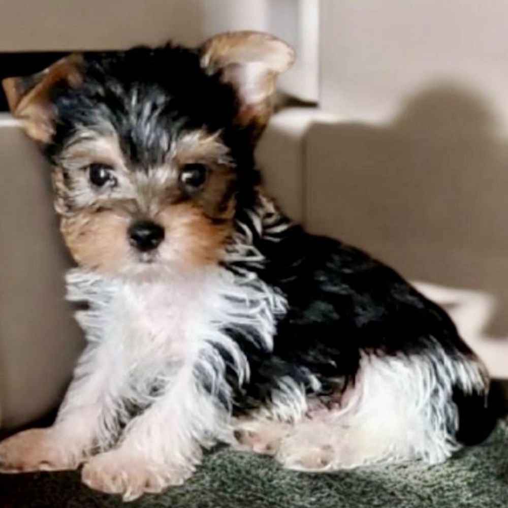 Luvable Puppies - Maverick before I got him - Pet Breeders Near Me