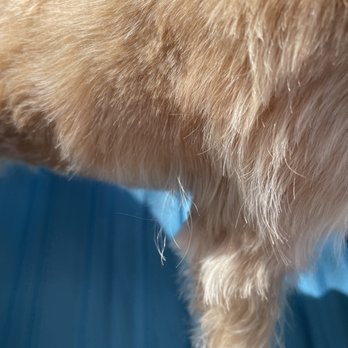 The Dapper Dog - Long hairs in the arm pit area and uneven cuts - Pet Groomers Near Me - Boise, Idaho The Dapper Dog - Long hairs in the arm pit area and uneven cuts - Pet Groomers Near Me - Boise, Idaho