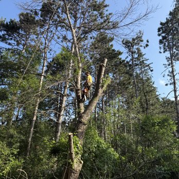 Calabrese Tree Care - Tree Services Near Me - Ramsey, Minnesota