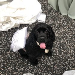 Diggity Dog Resort