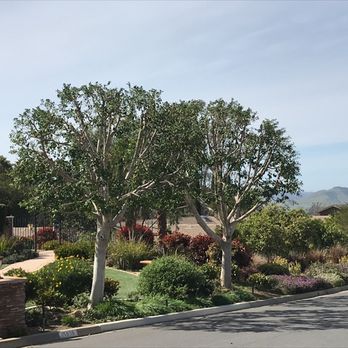 MC Tree Service - Working on these four ficus (crown clean/crown reduction) out in Poway, San Diego.. MC TREE SERVICE ... AFTER - Tree Services Near Me MC Tree Service - Working on these four ficus (crown clean/crown reduction) out in Poway, San Diego.. MC TREE SERVICE ... AFTER - Tree Services Near Me