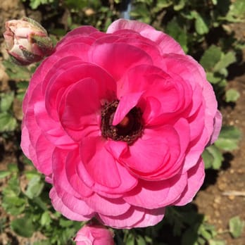 The Flower Fields - Venues & Event Spaces Near Me - Carlsbad, California The Flower Fields - Venues & Event Spaces Near Me - Carlsbad, California