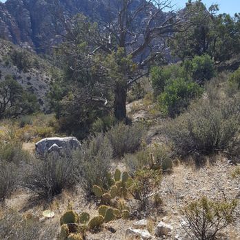 La Madre Springs - Hiking Near Me - Las Vegas, Nevada La Madre Springs - Hiking Near Me - Las Vegas, Nevada