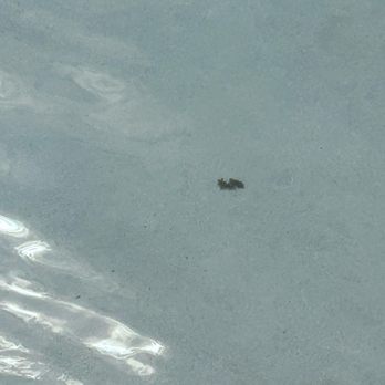 Life Time - Bird poop in the water, this is just one, it was all over the pool. - Gyms Near Me - Laguna Niguel, California Life Time - Bird poop in the water, this is just one, it was all over the pool. - Gyms Near Me - Laguna Niguel, California
