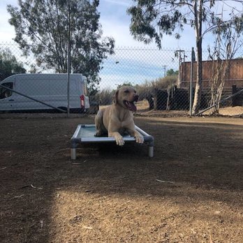Performance K9 Training - Stay. - Pet Training Near Me - Bonsall, California Performance K9 Training - Stay. - Pet Training Near Me - Bonsall, California