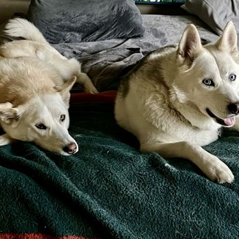 CanineJulz - Pet Training Near Me