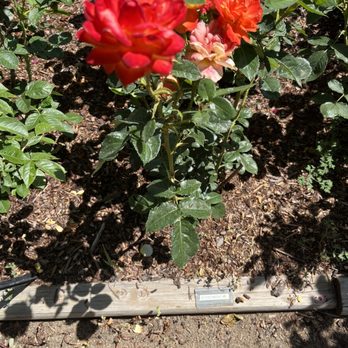 Rosarium Garden Center - Nurseries & Gardening Near Me - Spokane, Washington Rosarium Garden Center - Nurseries & Gardening Near Me - Spokane, Washington