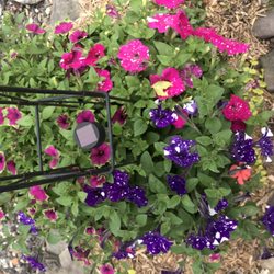 Stauffers Farm Market - 3 types of petunias