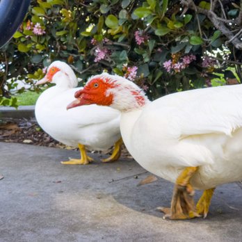 Tewinkle Park - Muscovy duck - Parks Near Me - Costa Mesa, California