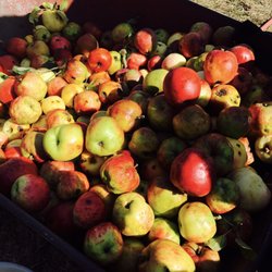 Holy Cross Lutheran Church - Organic apple :P