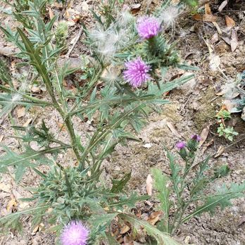 Greenbelt Trails - Few flowers on the trail. I did go towards end of summer, however. - Hiking Near Me