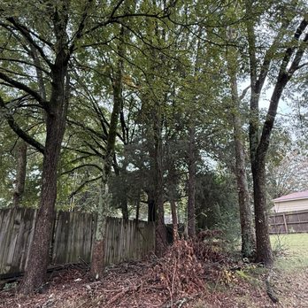 A&J Removal Disposal - This was the cluster of 7 trees on the side of the house removed - Junk Removal & Hauling Near Me A&J Removal Disposal - This was the cluster of 7 trees on the side of the house removed - Junk Removal & Hauling Near Me