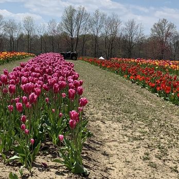 Dalton Farms - Tour of Tulips - Attraction Farms Near Me - Logan Township, New Jersey Dalton Farms - Tour of Tulips - Attraction Farms Near Me - Logan Township, New Jersey