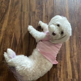 My dog right before taking her to Peek a dog grooming My dog right before taking her to Peek a dog grooming