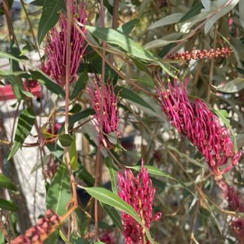 Present Perfect - Nurseries & Gardening Near Me - Pasadena, California