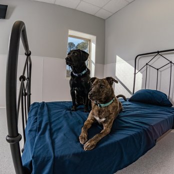 The Barkington - Our hotel rooms offer real twin beds and a TV - Pet Boarding Near Me - Castle Hayne, North Carolina The Barkington - Our hotel rooms offer real twin beds and a TV - Pet Boarding Near Me - Castle Hayne, North Carolina