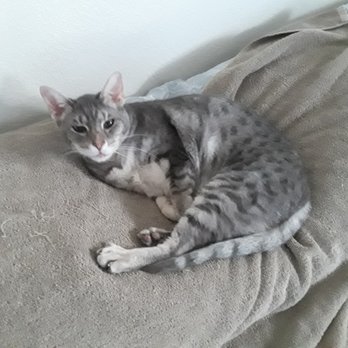 HomeSitters Plus - Charlie enjoying his lazy day..oh the life of a cat...lol - Pet Sitting Near Me HomeSitters Plus - Charlie enjoying his lazy day..oh the life of a cat...lol - Pet Sitting Near Me