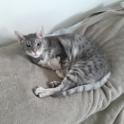 HomeSitters Plus - Charlie enjoying his lazy day..oh the life of a cat...lol