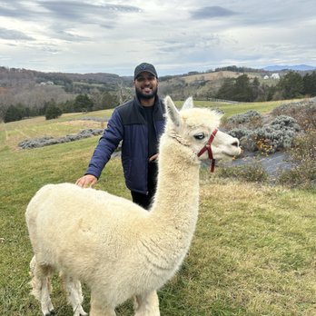Point of View Alpaca Farm - Attraction Farms Near Me - Mount Sidney, Virginia Point of View Alpaca Farm - Attraction Farms Near Me - Mount Sidney, Virginia