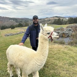 Point of View Alpaca Farm