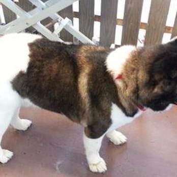All Groomed Up - After - Pet Groomers Near Me - Saugerties, New York