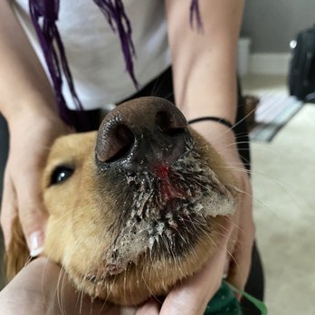 Adogo Pet Hotels - Bloody nose and mouth - Pet Transportation Near Me - Richfield, Minnesota Adogo Pet Hotels - Bloody nose and mouth - Pet Transportation Near Me - Richfield, Minnesota