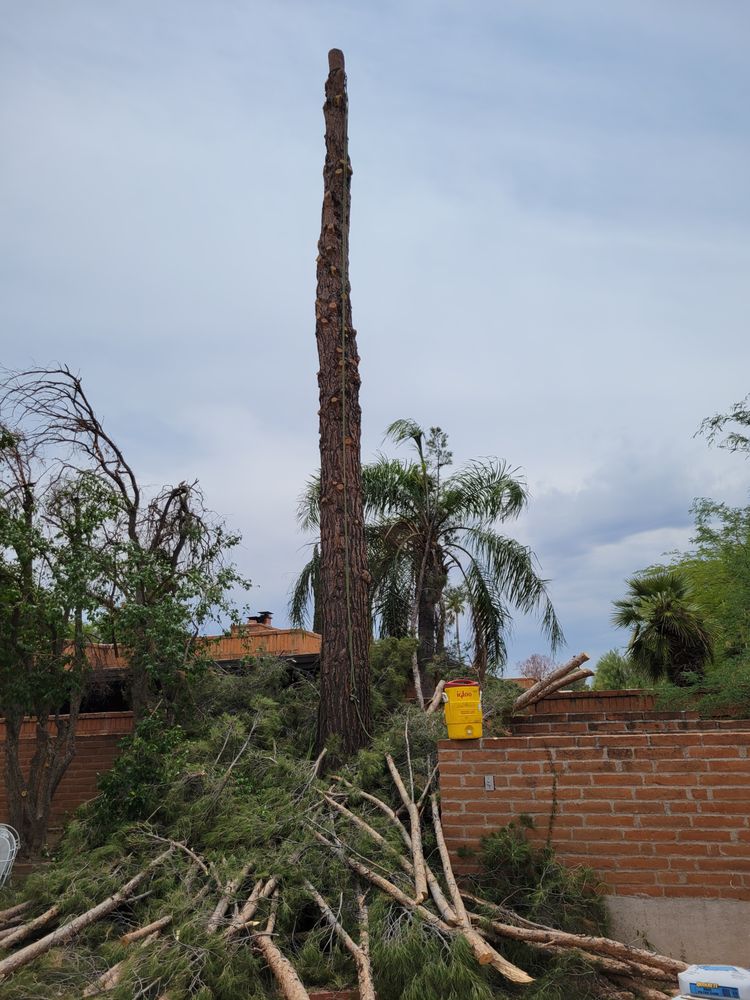 Aerial Tree Service - tree service in Tucson, AZ