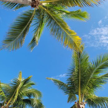 Hotel Riu Yucatan - Beautiful sunny day - Hotels Near Me - Playacar, ROO