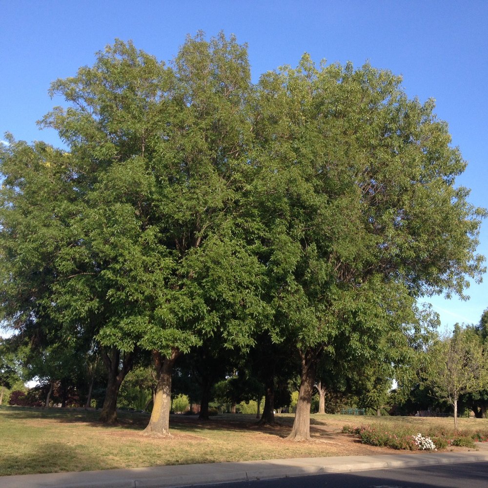 Tex Spruiell Park - I love the tall and full trees all over this park. - Parks Near Me - Livermore, California Tex Spruiell Park - I love the tall and full trees all over this park. - Parks Near Me - Livermore, California