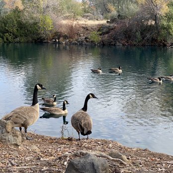 Lakeside Pavilion California Park - Geese - Venues & Event Spaces Near Me - Chico, California Lakeside Pavilion California Park - Geese - Venues & Event Spaces Near Me - Chico, California