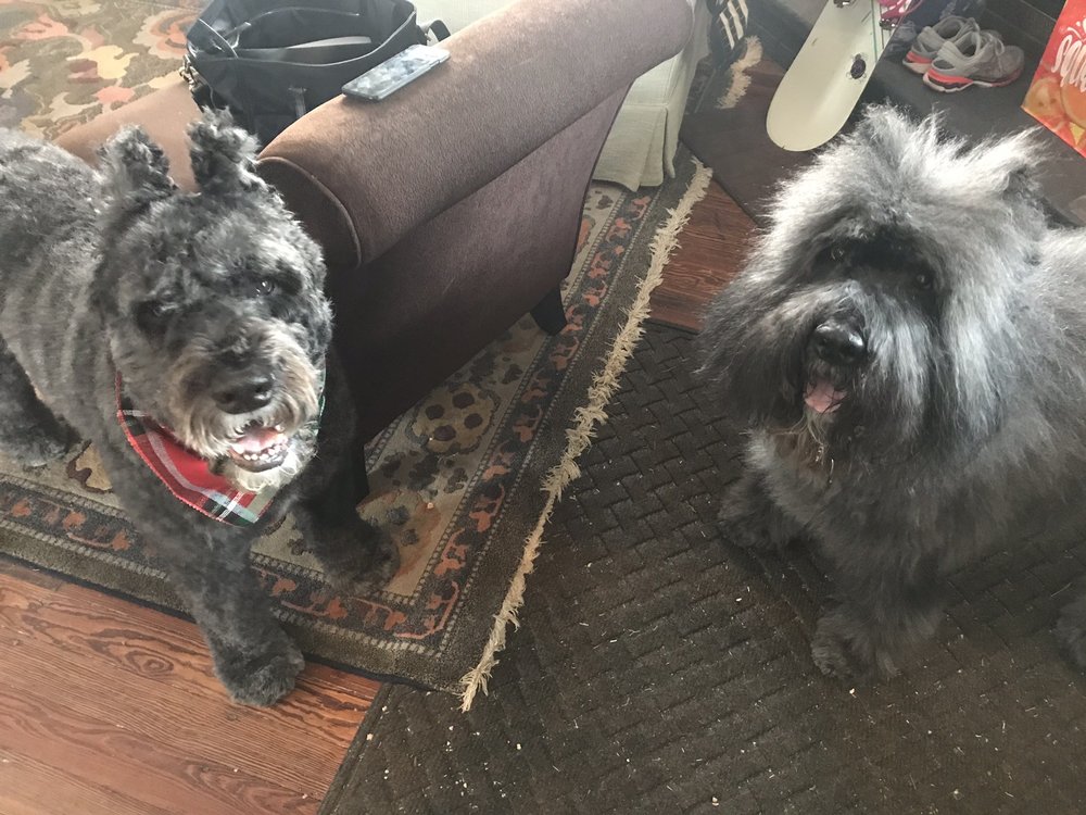 WOODMEN KENNELS Updated June 2024 27 Reviews 740 Dublin Blvd