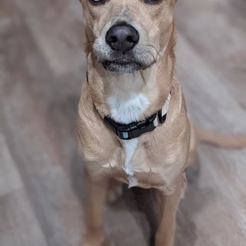 Hope2K9 Foundation - Pet Sitting Near Me