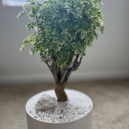 Lovely tiny tree! Lovely tiny tree!