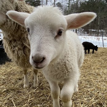 Ingendahl Acres - Attraction Farms Near Me - Wells, Maine