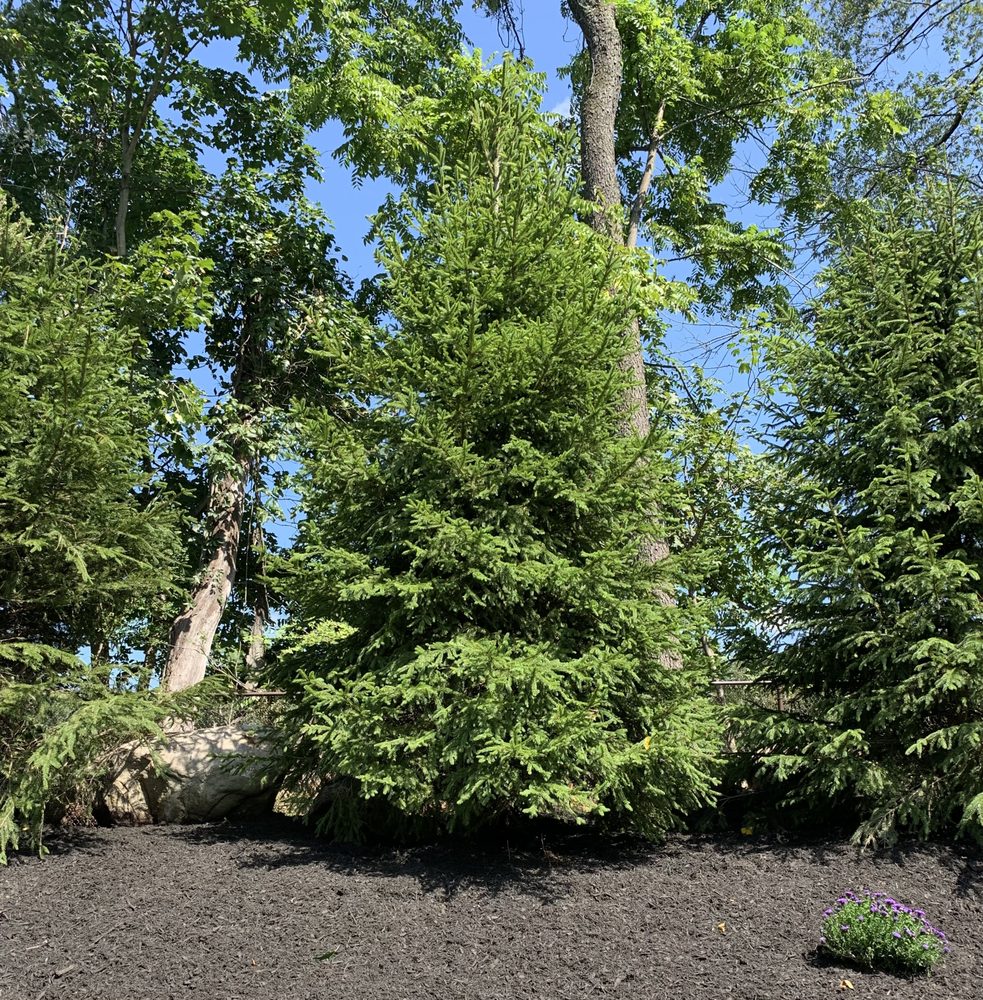 Knapp's Landscaping - tree service in Suffern, NY