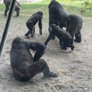 Gorilla Falls Exploration Trail - Gorilla - Amusement Parks Near Me - Lake Buena Vista, Florida