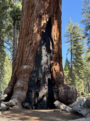 Mariposa Grove by null